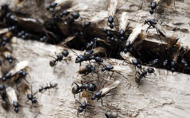 ants destroying wood