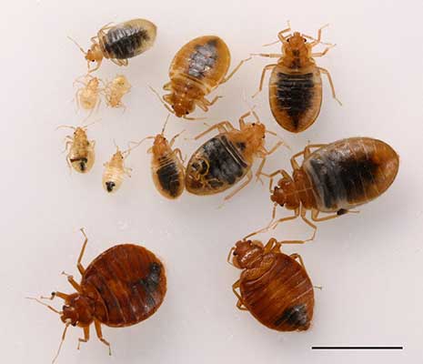 bed bugs at different stages of their life cycle