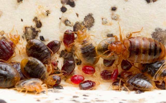 bed bugs and their eggs