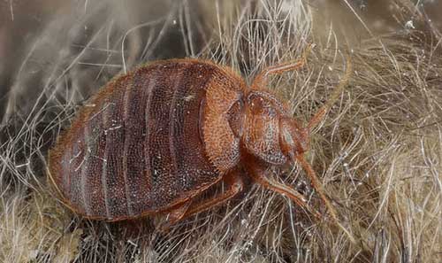 How To Get Bed Bugs Out Of Carpets And Rugs