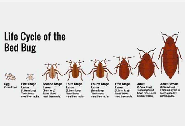 Beginnings Of Bed Bug Infestations