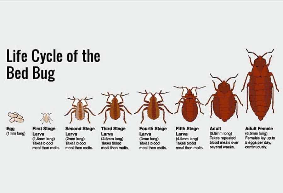 bed bug life cycle chart