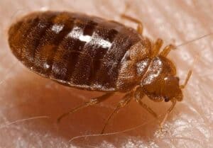 bed bug on skin