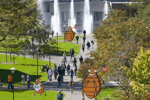 bed bugs at Ithaca College