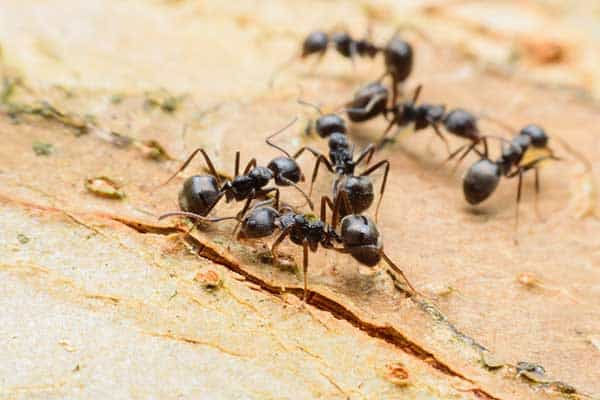 carpenter ants damaging a home