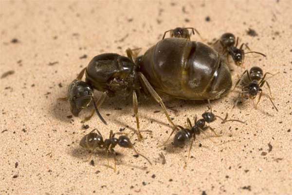 Carpenter Ant queen surrounded by other ants