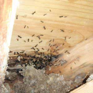 Carpenter Ants damaging underside of roof