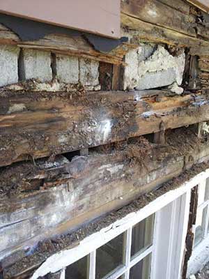 Carpenter Ant damage to a window header