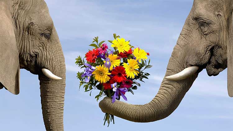 elephants and flowers
