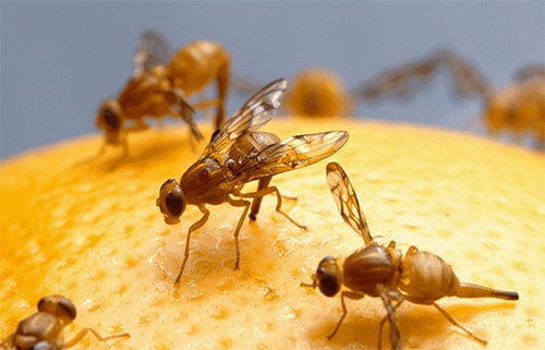 fruit flies on orange