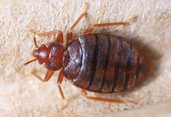 bed bug up close