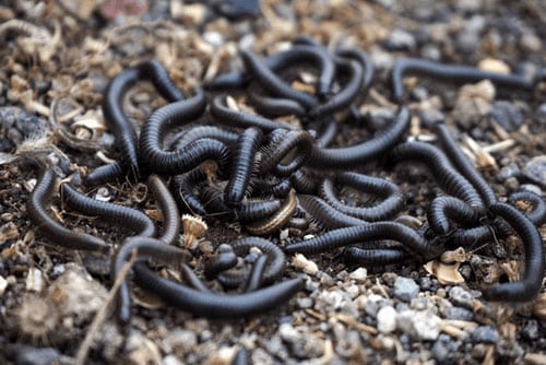 millipedes outside home
