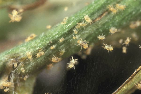 spider mite colony