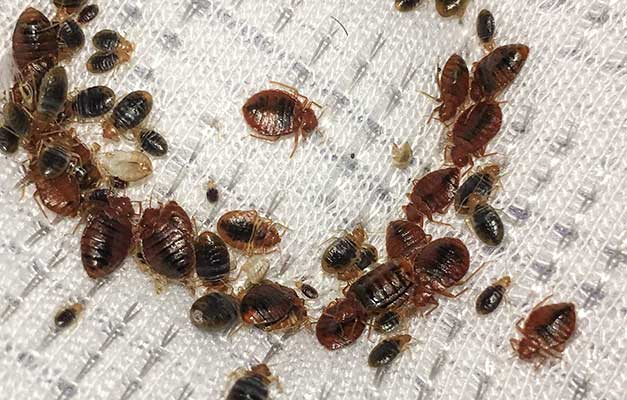 bed bugs crawling on mattress