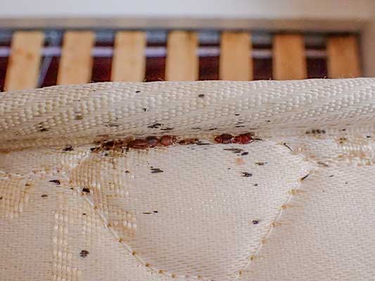 Bed Bug Blood Stains