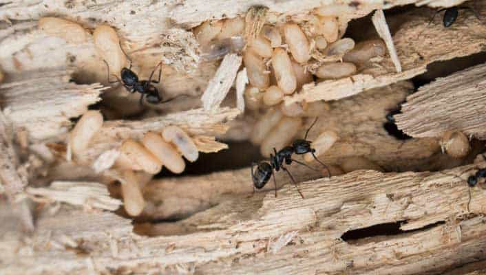 carpenter ants and their eggs