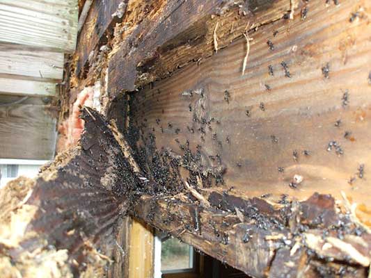 carpenter ants destroying wood framing