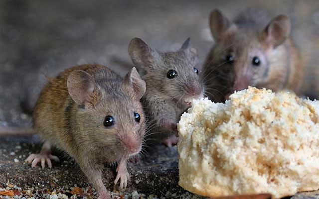 mice that have invaded a home