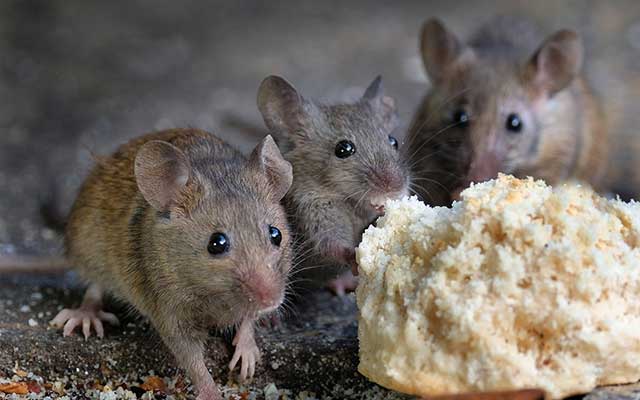 How to Get Rid of Mice in Your Home: 5 Important Steps