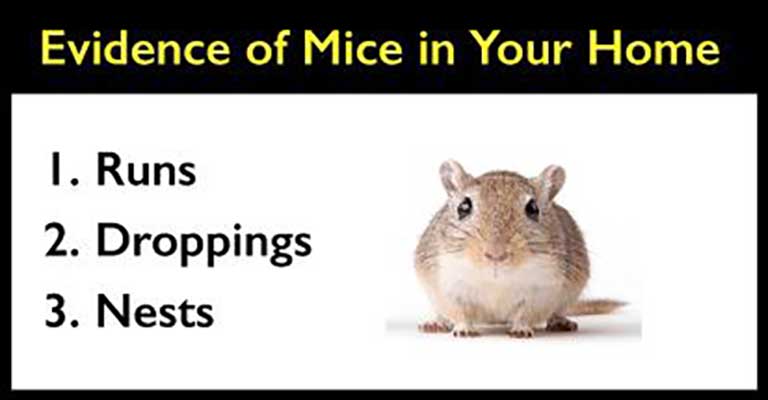 How to Get Rid of Mice in Your Home: 5 Important Steps