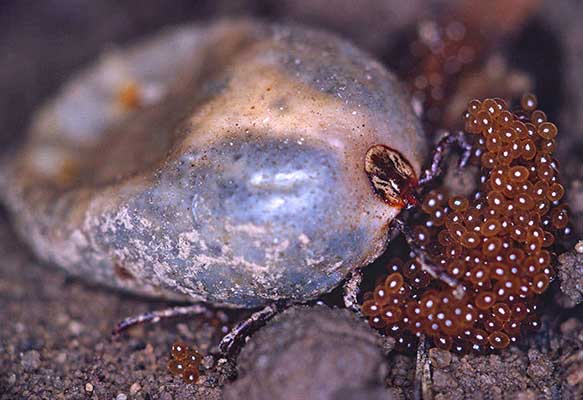 tick laying eggs