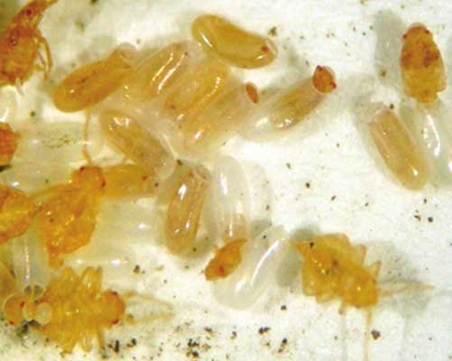 bed bug nymphs