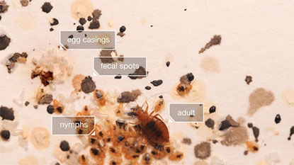 bed bug shells and casing up close