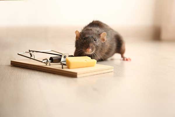 rat sniffing cheese in a trap