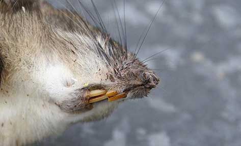 close up look at a rat's teeth