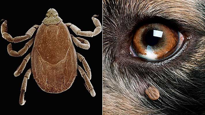 tick up close ; tick embedded on face of dog