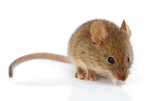mouse