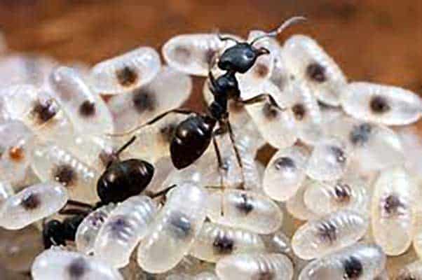 carpenter ants tending to eggs