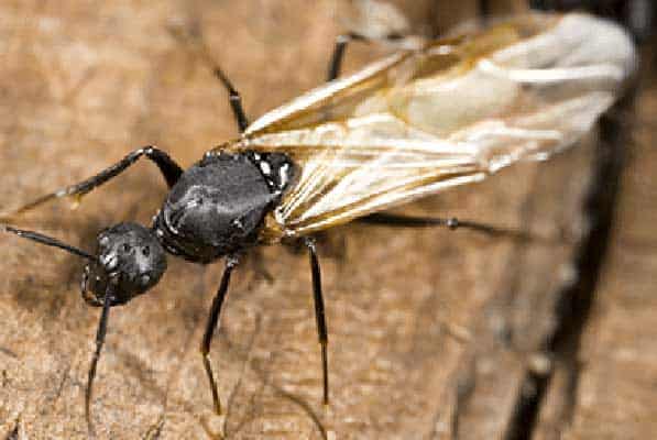 carpenter ant with wings