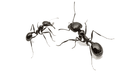 Carpenter Ants