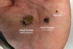 tick nymph