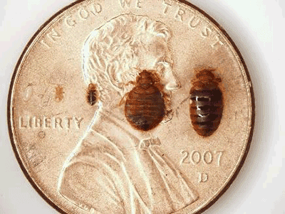 bed bugs on a penny