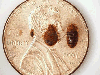 Bed Bug Treatment