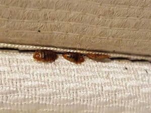 bed bugs in seam of mattress