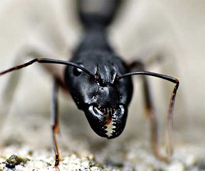 black carpenter ant