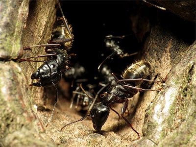 carpenter ants being active in the spring