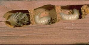 carpenter bee pupae