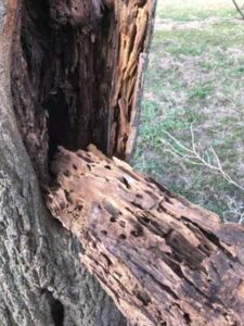 wood destroyed by carpenter ants