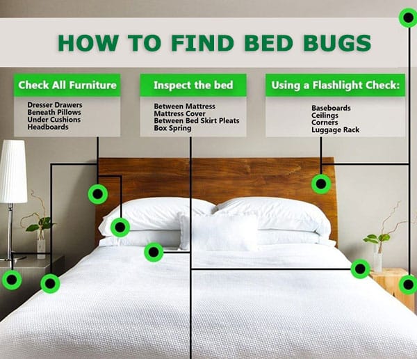 how to find bed bugs