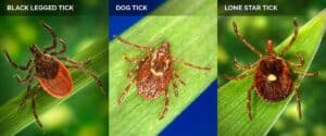 species of ticks