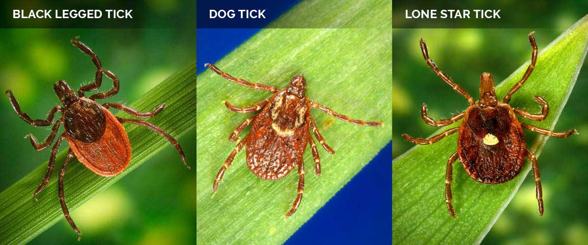 What Ticks Carry Lyme Disease?