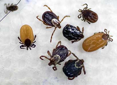 variety of ticks