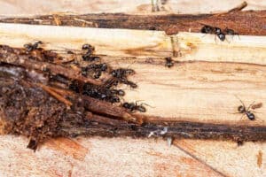 carpenter ant moisture attracted to moist wood