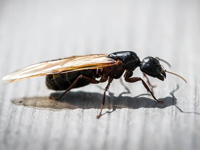 Winged Carpenter Ants: The Basics & How To Get Rid Of Them
