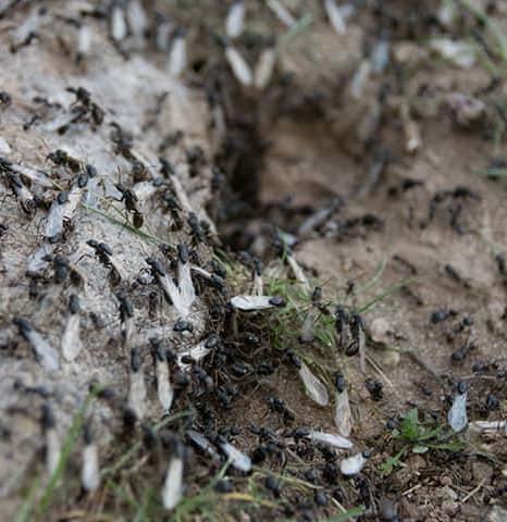 winged carpenter ants