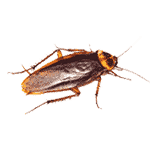 American Cockroach